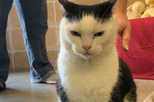 The ‘world’s Worst Cat’ Is Seeking Her Forever Home