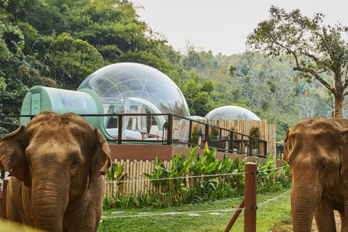 You Can Sleep In Clear ‘jungle Bubbles’ Surrounded By Rescue Elephants In Thailand