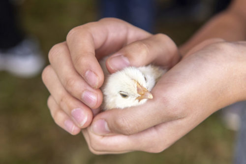 People Are Panic-buying Chicks During The Coronavirus Pandemic