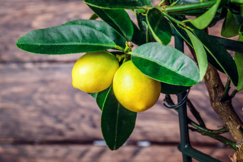 Company Delivers Mini Citrus Trees Straight To Your Door