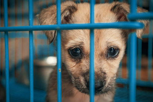 New York May Ban Animal Sales In Pet Stores