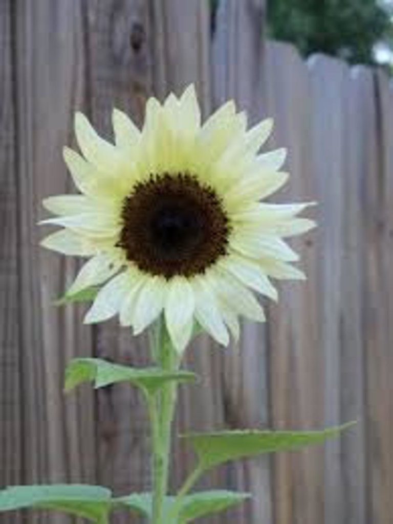 sunflowerさん  1025素材/材料