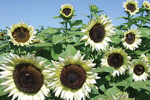 ‘Coconut Ice’ Sunflowers Make Such A Pretty Addition To Your Garden