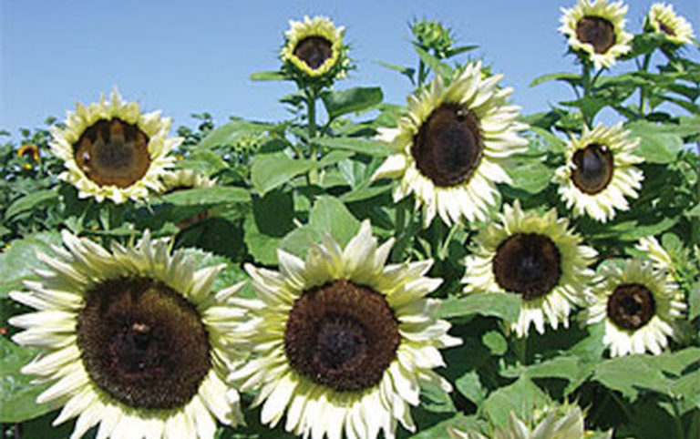 'Coconut Ice' Sunflowers Are Pretty In Gardens - Simplemost