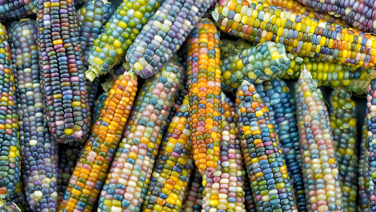 Grow your own edible rainbow corn