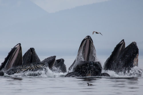 Humpback Whales Are Making A Comeback Around New York City