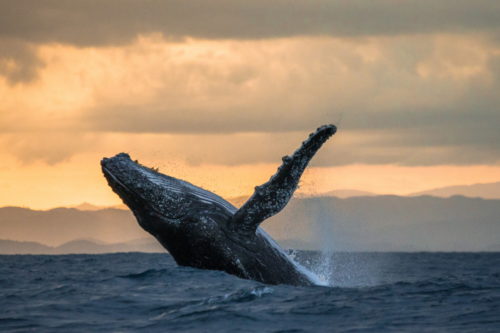 Video Captures Kayakers’ Very Close Encounter With A Humpback Whale