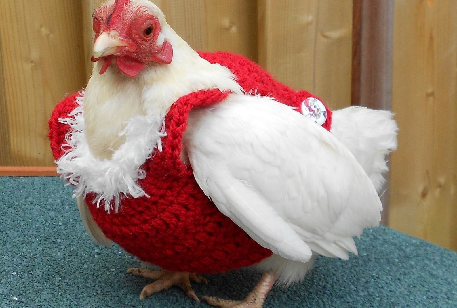 Chicken With Santa Hat