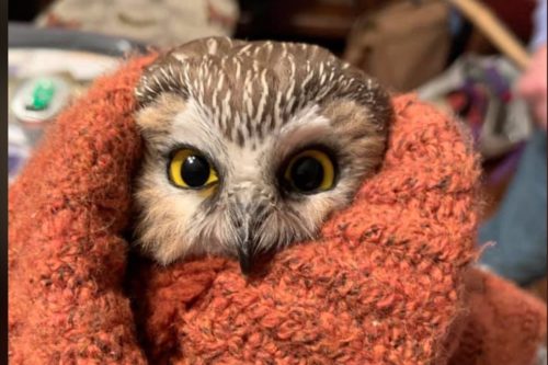 Worker Transporting The Rockefeller Center Christmas Tree Found A Tiny Owl Inside