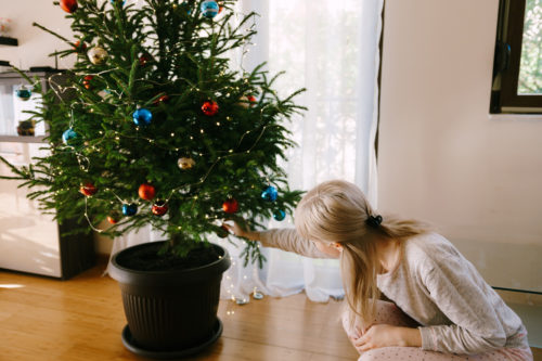 Rent A Live Potted Christmas Tree That Will Be Replanted At The End Of The Season