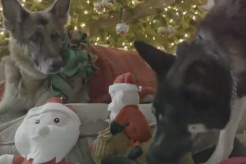 Joe Biden’s Dogs Wish America A Merry Christmas In This Cute Video