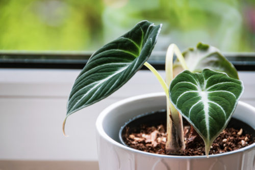 How To Use A Chopstick To Get Healthier Houseplants