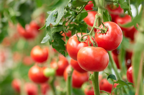 Companion Plants For Tomatoes: The Best And Worst Plants To Put Next To Your Tomatoes