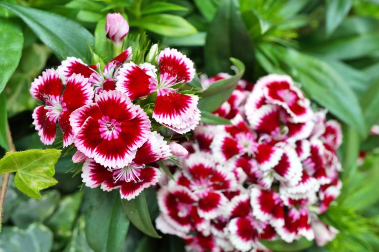 The Most Fragrant Flowers For Your Garden - Simplemost