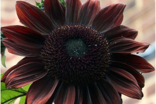 Chocolate Sunflowers Will Add A Bold Pop Of Color In Your Garden