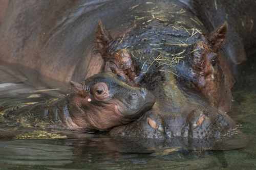 Baby Hippo And Gorilla Born Just 1 Day Apart At Disney’s Animal Kingdom