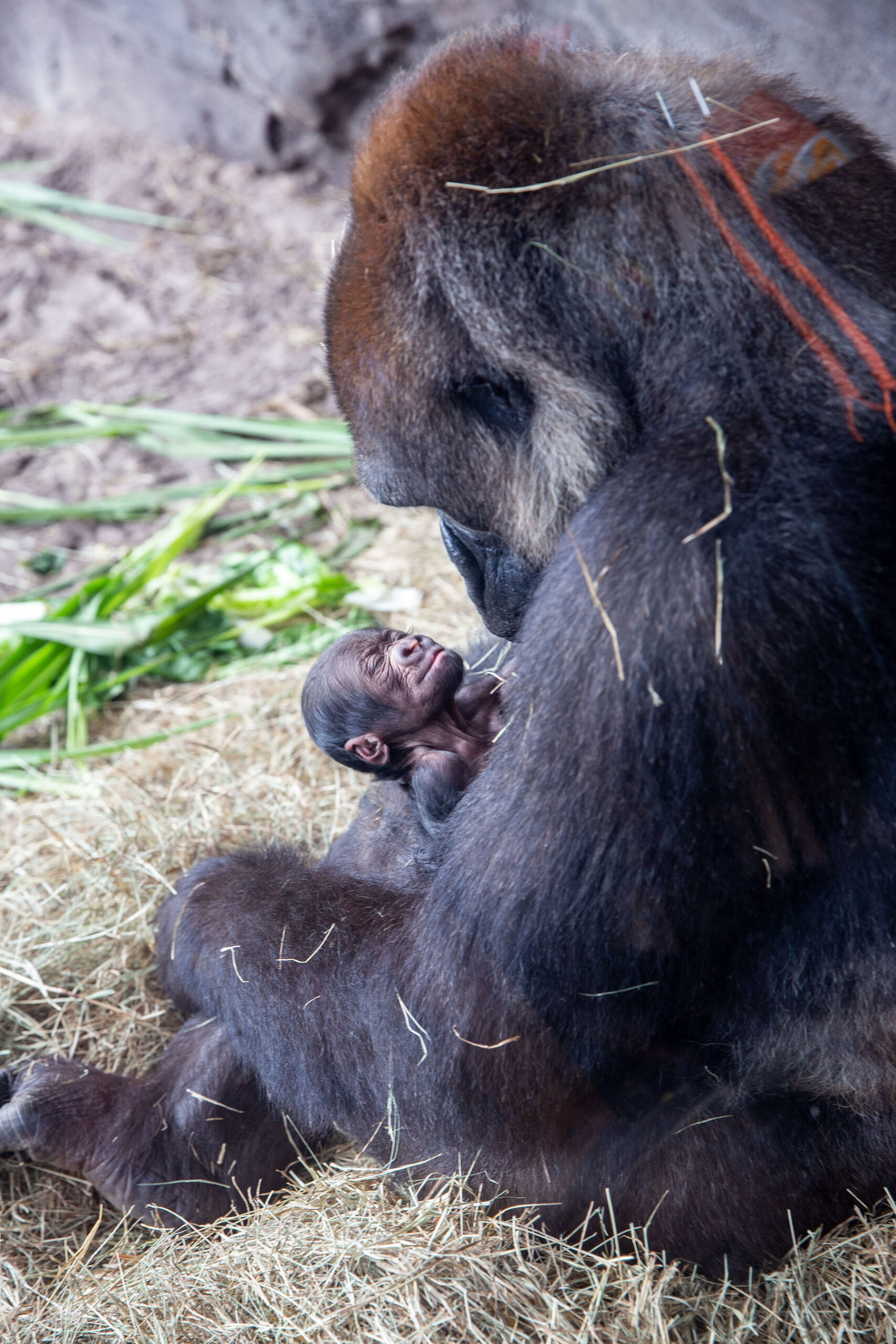 Baby Hippo, Gorilla Born At Disney's Animal Kingdom - Simplemost