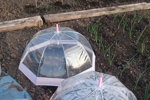 Make A DIY Mini Greenhouse With Clear Umbrellas