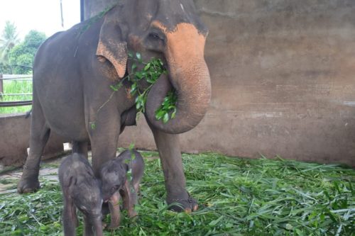 Rare Twin Elephants Born In Sri Lanka