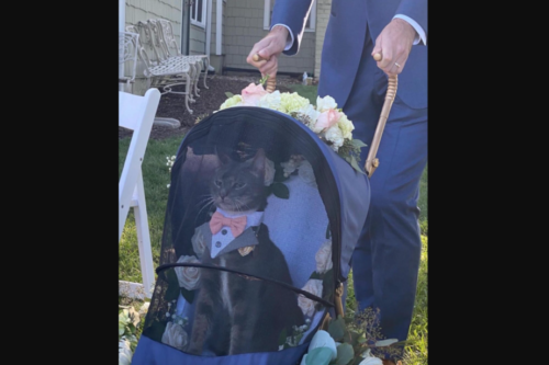 This Cat Totally Stole The Show As Wedding’s Ring Bearer