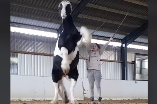 Video Of A Horse Performing A Viral Dance Challenge Is Too Good