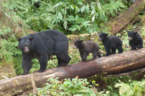 Mama Bear Takes In Foster Cub After His Mom Dies