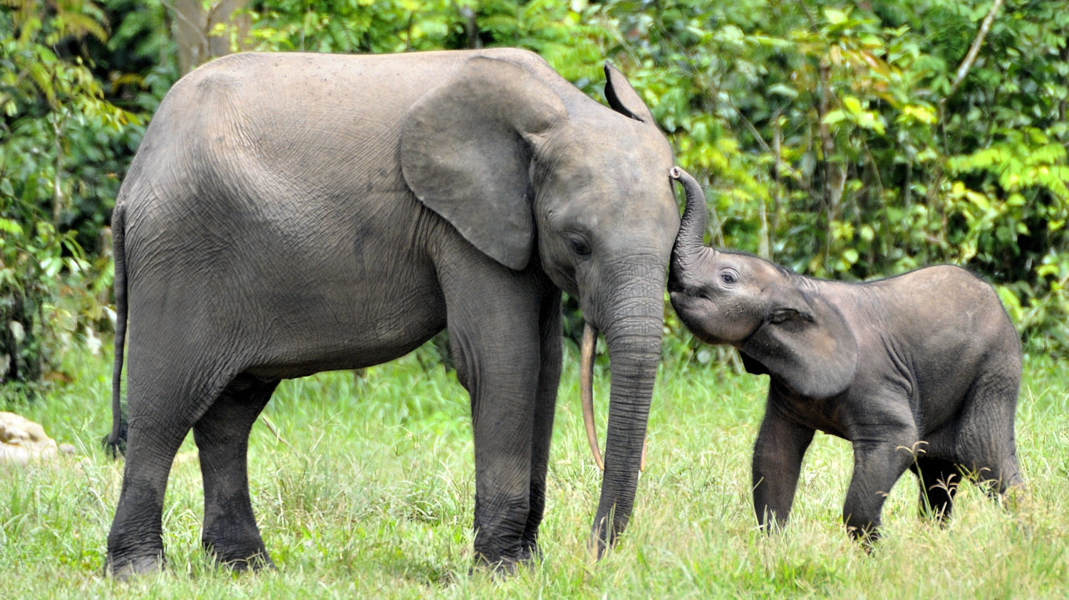 baby and mom african elephants