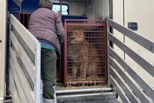 Ukraine Zoo Animals Make Tense Trip To Polish Border