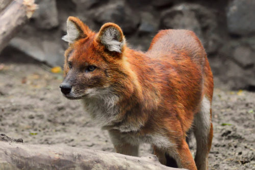 Endangered Red Wolf Litter Born In The Wild Offers Hope For Species