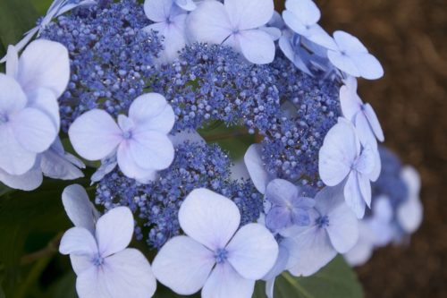 These Reblooming Hydrangeas Promise Flowers From Late Spring Until Fall