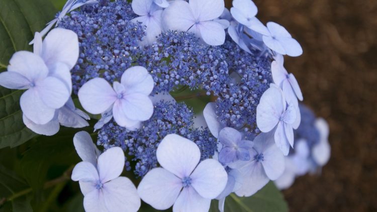 Endless Summer Twist and Shout hydrangeas in bloom