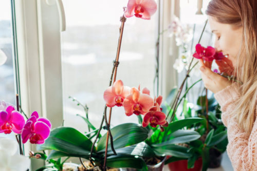 Fragrant Indoor Plants Add A Lovely Scent To Your Home—Naturally