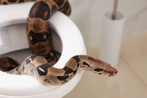 4 Animals That Can Sneak In Through Your Toilet Pipes