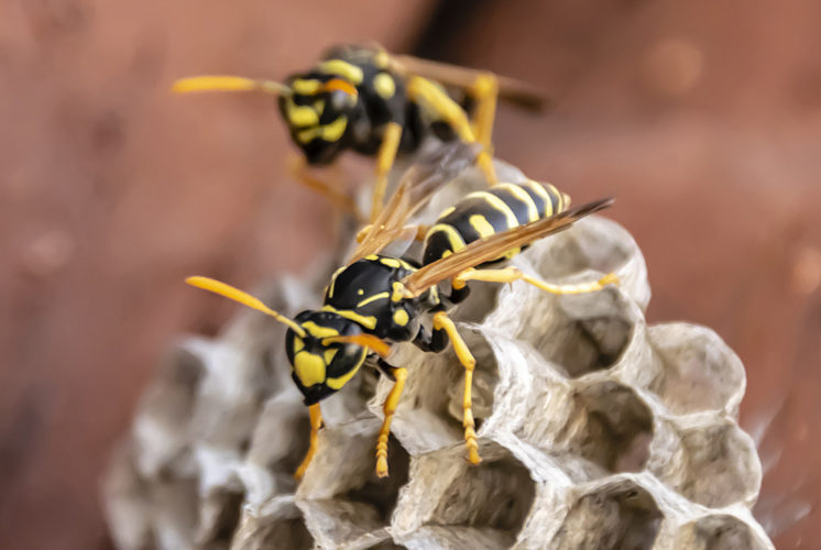 Natural wasp repellants can help you reclaim your outdoor spaces