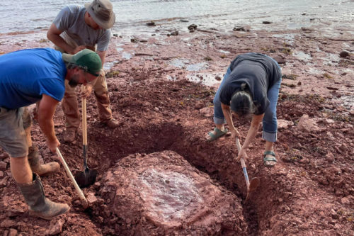 Teacher Walking Her Dog On Beach Finds Rare Unknown Fossil Older Than Dinosaurs