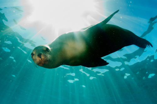 A Photographer Captured Video Of A Sea Lion Playing Fetch Alongside A Dog At The Beach