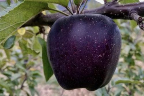 Black Diamond Apples Cost At Least $7 Each—Here’s Why