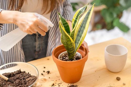 10 Indoor Plants Delivered Straight To Your Door From Amazon