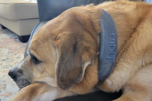 Cesar Millan’s High-Tech Dog Collar Is $375 Off Right Now