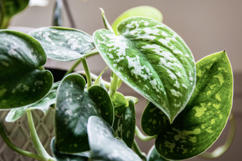 How to care for beginner-friendly pothos houseplants