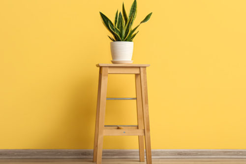 Why your plants need plant stands