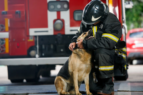 Neighbors rush to fire at doggie daycare, helping to rescue the dogs