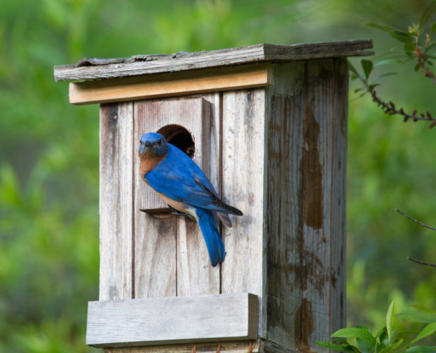 Tips to attract bluebirds to your yard