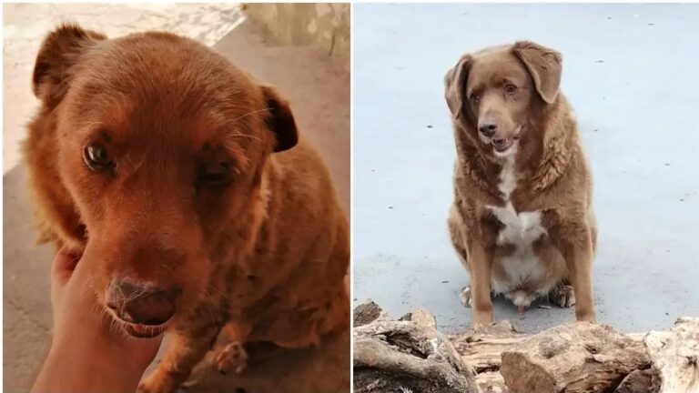 World S Oldest Dog Is Celebrating His 31st Birthday With 100 Guests And   Bobi The Oldest Dog Ever E1683908537864 768x432 