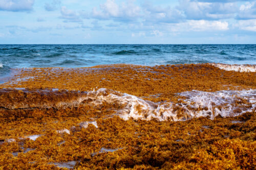 A 5,000-mile-long sargassum seaweed bloom is headed toward Florida’s coast