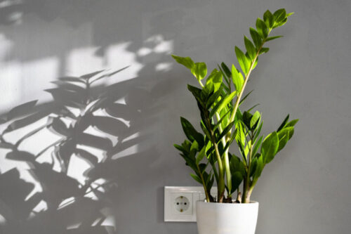 You can get these hard-to-kill houseplants delivered right to your door