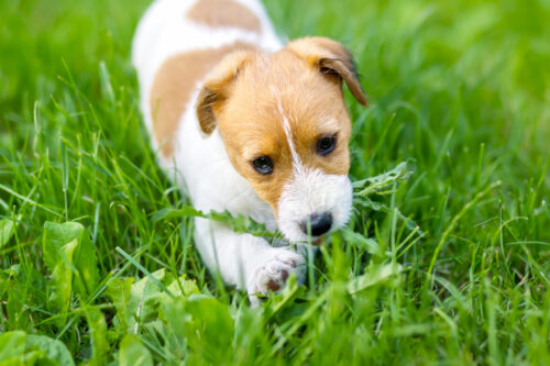 Why do dogs eat grass?