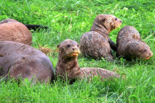 Wildlife park welcomes endangered giant otter triplets