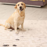 How to Keep Rugs Clean with Pets and Kids - Mom 4 Real